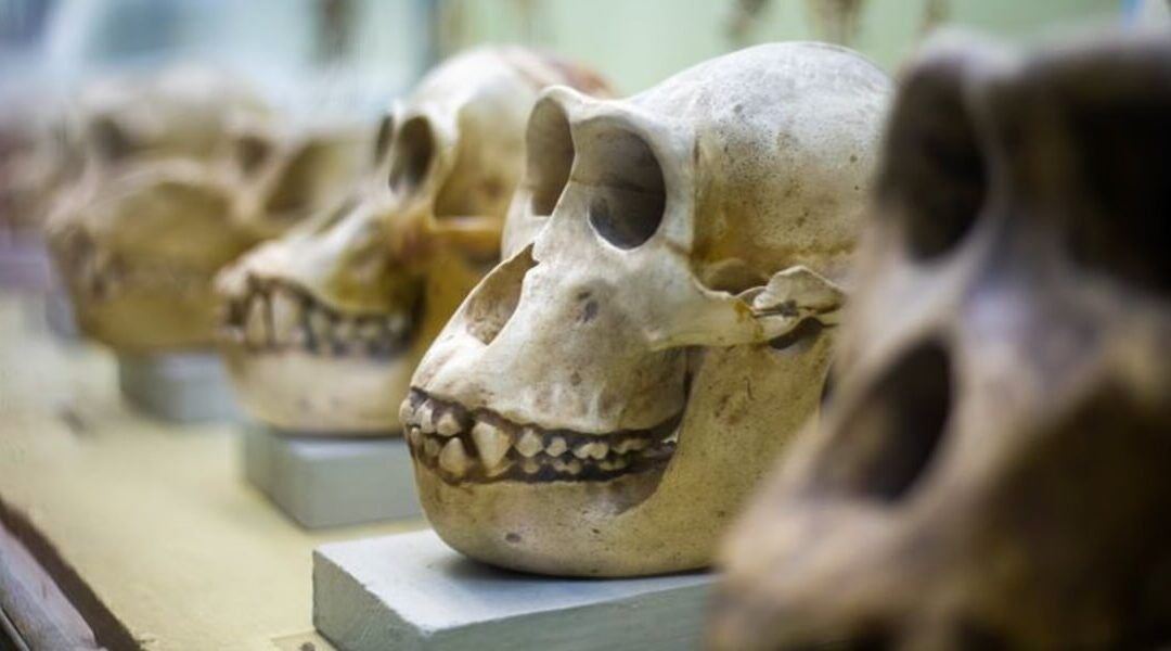Museología y museografía: cuáles son sus diferencias