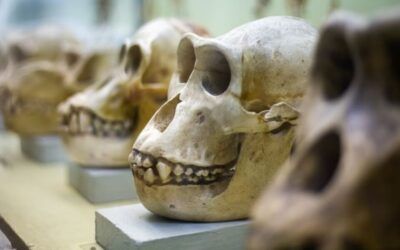 Museología y museografía: cuáles son sus diferencias