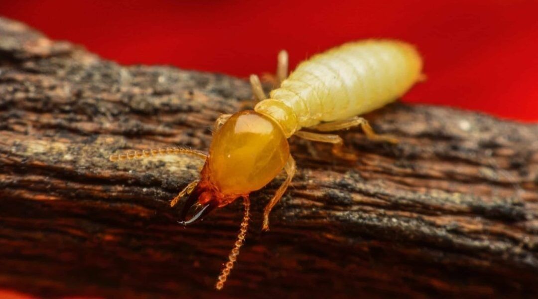 La conservación preventiva. Contaminantes atmosféricos, insectos y manipulación humana.